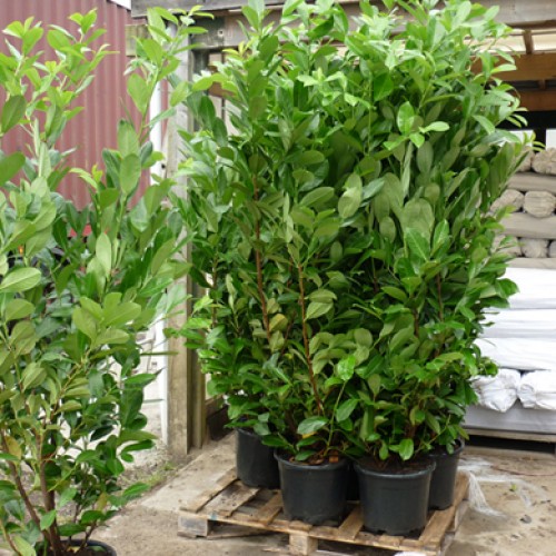 5-6ft Pot Grown Common Laurel Prunus laurocerasus Rotundifolia | ScotPlants Direct